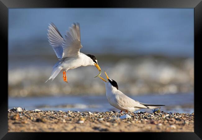 Little Tern Couple Sharing Fish on Beach Framed Print by Arterra 