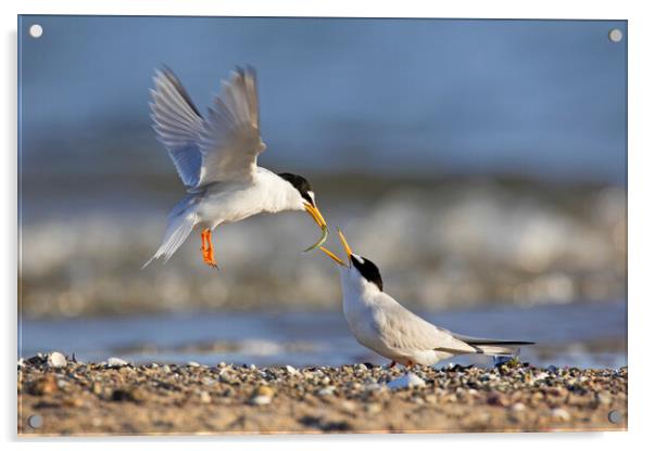 Little Tern Couple Sharing Fish on Beach Acrylic by Arterra 