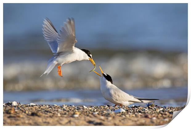 Little Tern Couple Sharing Fish on Beach Print by Arterra 