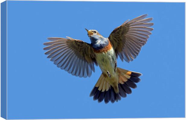 White-Spotted Bluethroat Singing in Flight Canvas Print by Arterra 