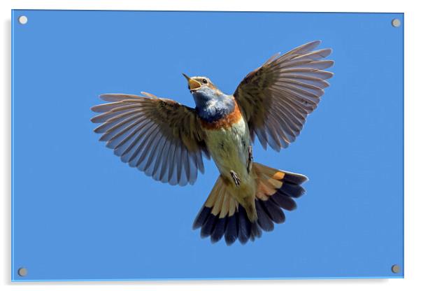White-Spotted Bluethroat Singing in Flight Acrylic by Arterra 
