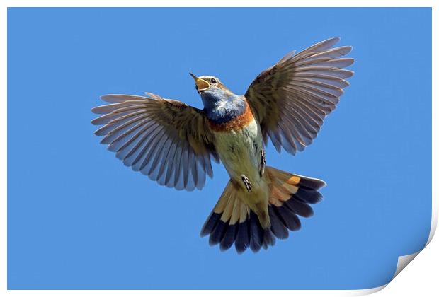 White-Spotted Bluethroat Singing in Flight Print by Arterra 
