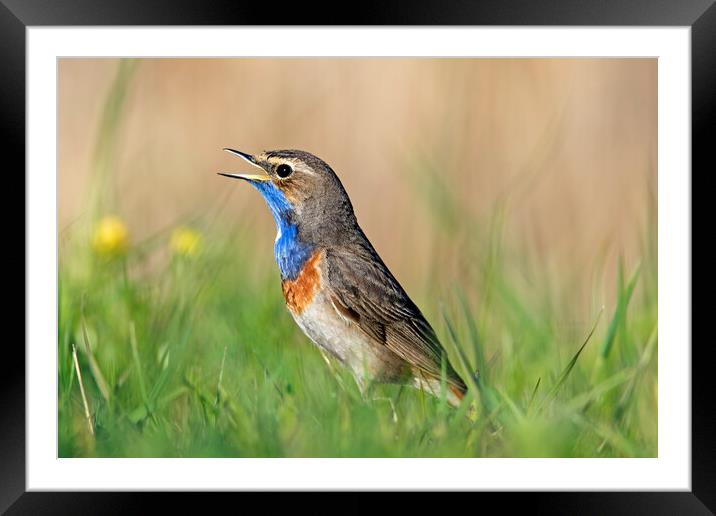 White-Spotted Bluethroat Calling in Spring Framed Mounted Print by Arterra 
