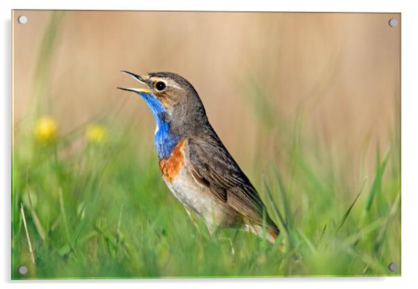 White-Spotted Bluethroat Calling in Spring Acrylic by Arterra 