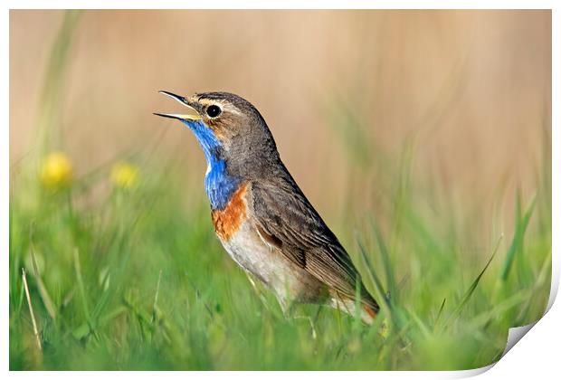 White-Spotted Bluethroat Calling in Spring Print by Arterra 