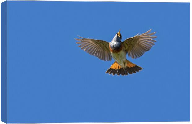 White-Spotted Bluethroat Flying and Singing Canvas Print by Arterra 
