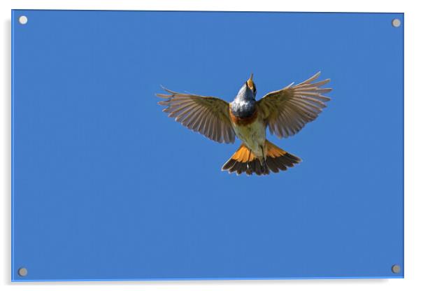 White-Spotted Bluethroat Flying and Singing Acrylic by Arterra 
