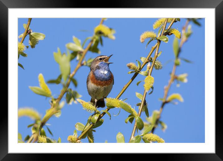 White-Spotted Bluethroat Singing in Spring Framed Mounted Print by Arterra 