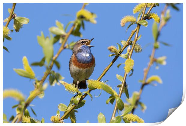 White-Spotted Bluethroat Singing in Spring Print by Arterra 