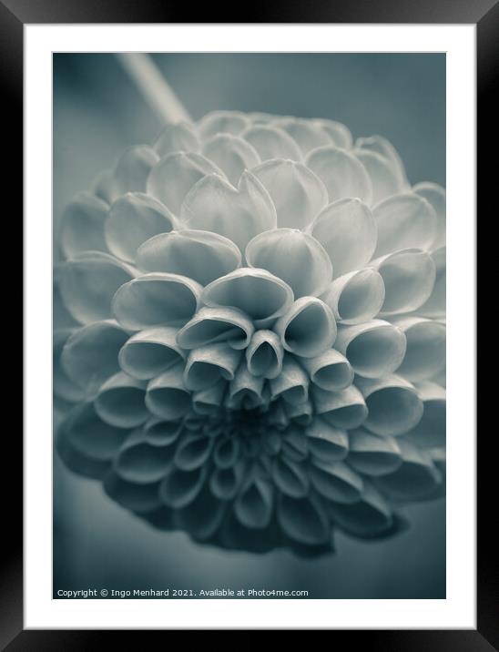 Soft flower forms Framed Mounted Print by Ingo Menhard