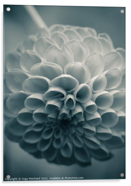 Soft flower forms Acrylic by Ingo Menhard