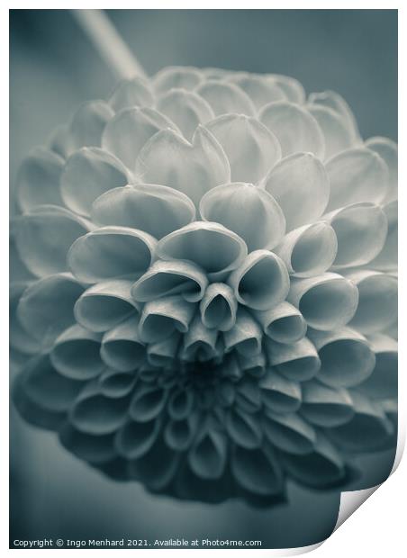 Soft flower forms Print by Ingo Menhard