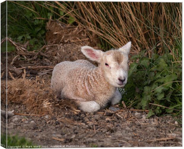 A Lamb in Sussex Canvas Print by Mark Ward