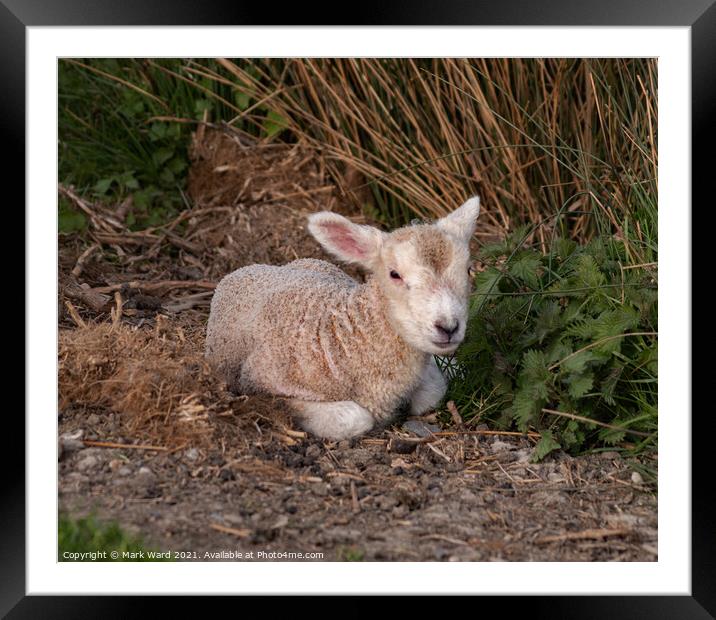 A Lamb in Sussex Framed Mounted Print by Mark Ward