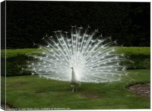 White peacock displaying his magnificent tail feathers Canvas Print by Joan Rosie