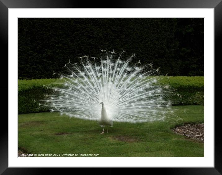 White peacock displaying his magnificent tail feathers Framed Mounted Print by Joan Rosie