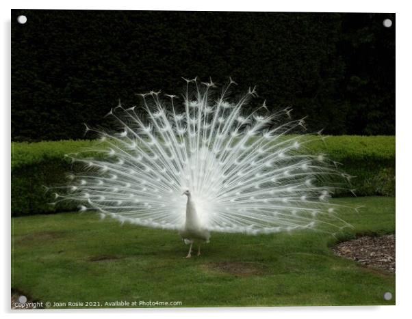White peacock displaying his magnificent tail feathers Acrylic by Joan Rosie