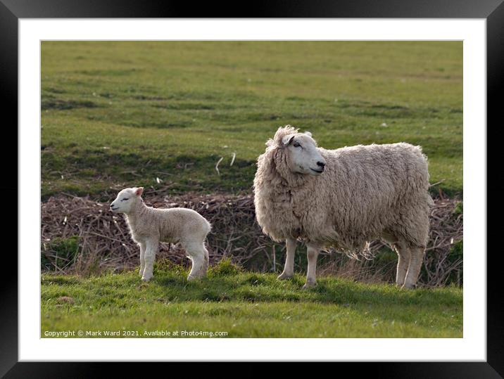 Ewe and Lamb at Pett Level. Framed Mounted Print by Mark Ward