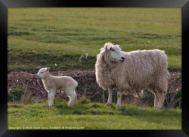 Ewe and Lamb at Pett Level. Framed Print by Mark Ward