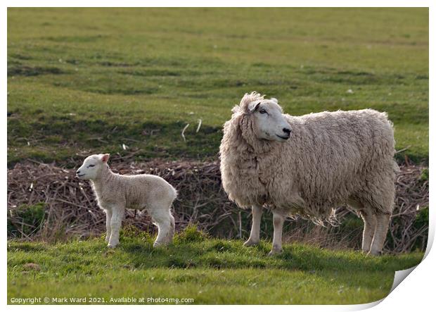 Ewe and Lamb at Pett Level. Print by Mark Ward