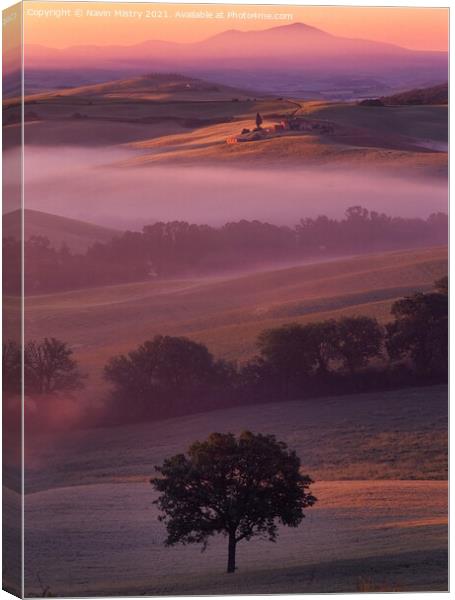 A lone tree, Val D'orcia, Tuscany, Italy Canvas Print by Navin Mistry