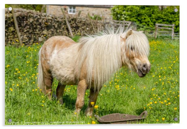 Shetland pony in buttercups Acrylic by Jaxx Lawson