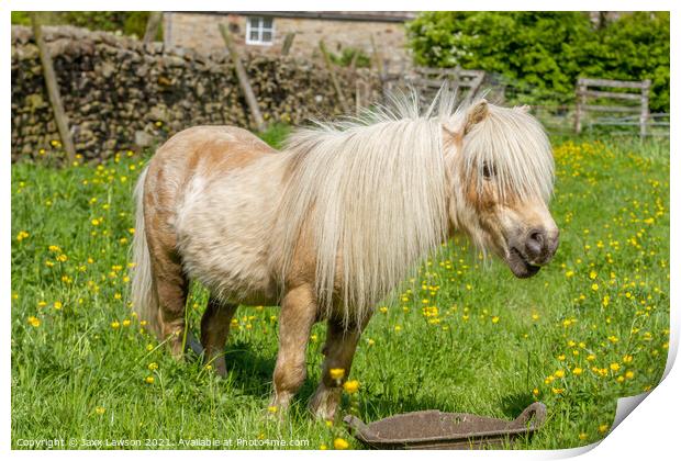 Shetland pony in buttercups Print by Jaxx Lawson