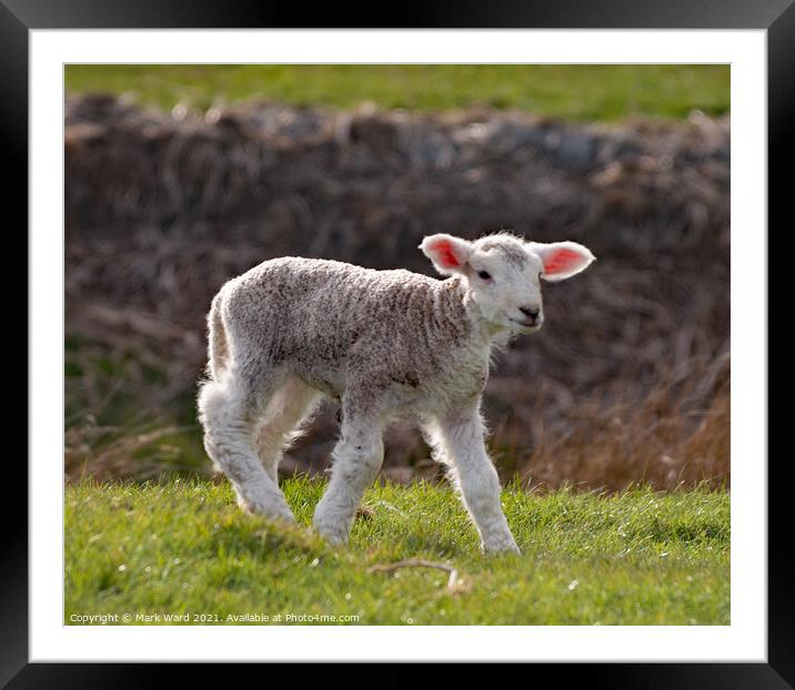 A young Lamb. Framed Mounted Print by Mark Ward