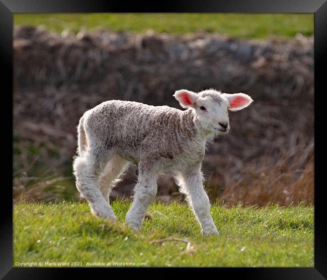 A young Lamb. Framed Print by Mark Ward