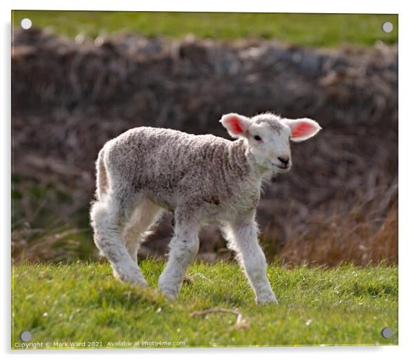 A young Lamb. Acrylic by Mark Ward