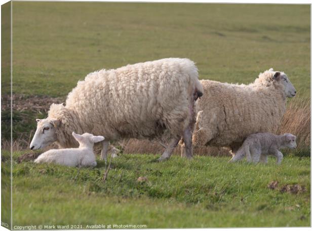 Ewes and Lambs. Canvas Print by Mark Ward