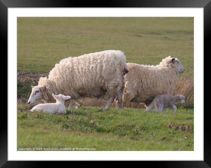 Ewes and Lambs. Framed Mounted Print by Mark Ward