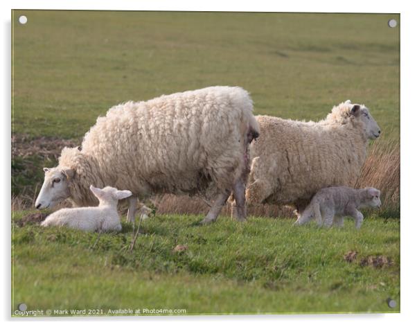 Ewes and Lambs. Acrylic by Mark Ward