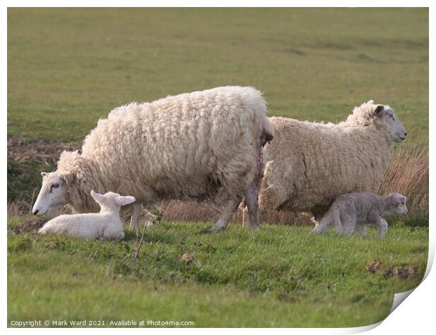 Ewes and Lambs. Print by Mark Ward