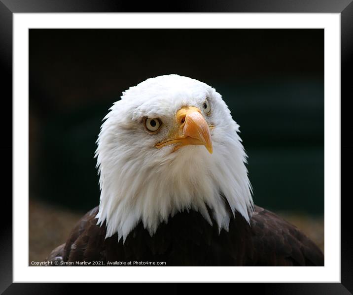 Fish Eagle Framed Mounted Print by Simon Marlow
