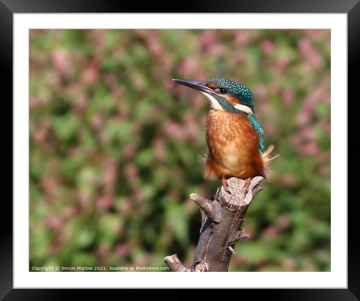 Kingfisher Framed Mounted Print by Simon Marlow