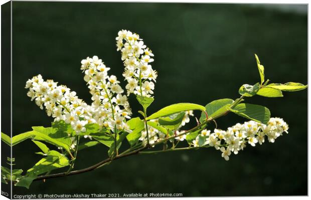 Springtime blossom of white flowers Canvas Print by PhotOvation-Akshay Thaker