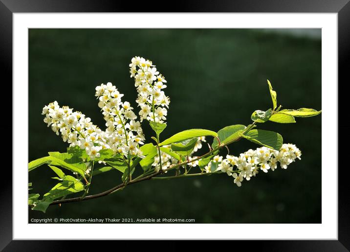 Springtime blossom of white flowers Framed Mounted Print by PhotOvation-Akshay Thaker
