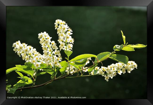 Springtime blossom of white flowers Framed Print by PhotOvation-Akshay Thaker