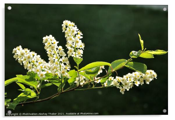 Springtime blossom of white flowers Acrylic by PhotOvation-Akshay Thaker