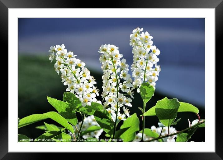 Springtime blossom of white flowers Framed Mounted Print by PhotOvation-Akshay Thaker