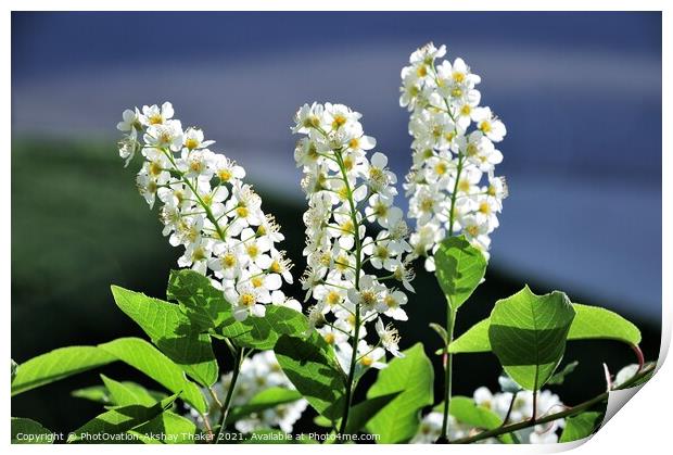 Springtime blossom of white flowers Print by PhotOvation-Akshay Thaker