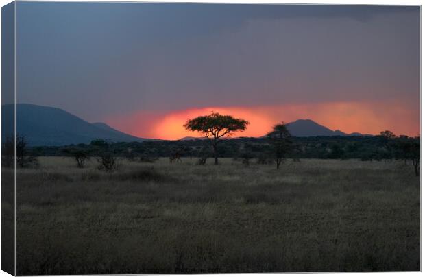 Sunset in the Serengeti with Tree Silhouette Canvas Print by Dietmar Rauscher