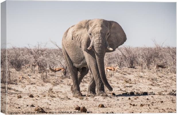 Elephant Bull Standing in Etosha National Park Canvas Print by Dietmar Rauscher