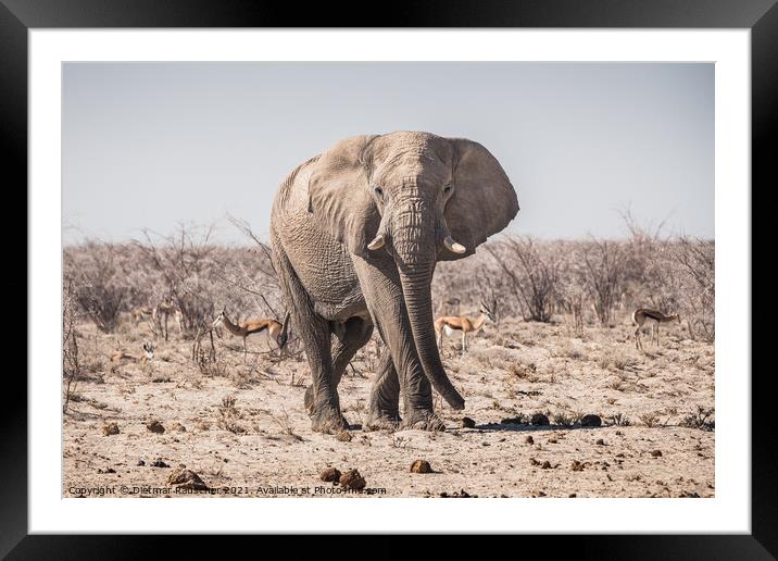 Elephant Bull Standing in Etosha National Park Framed Mounted Print by Dietmar Rauscher