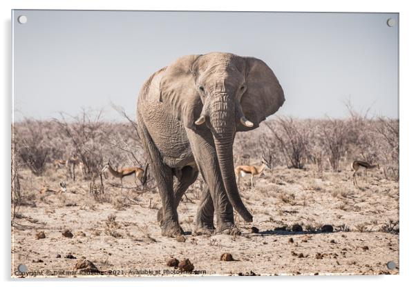 Elephant Bull Standing in Etosha National Park Acrylic by Dietmar Rauscher