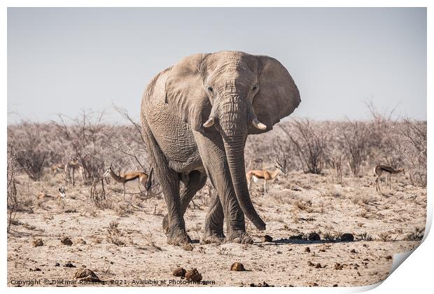 Elephant Bull Standing in Etosha National Park Print by Dietmar Rauscher