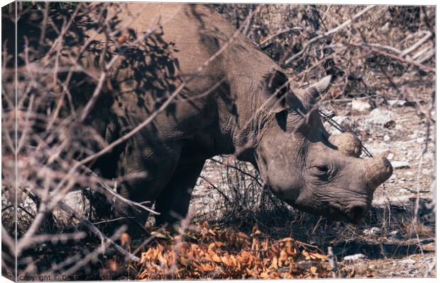 Dehorned Rhino in the Dry Bush in Etosha NP Canvas Print by Dietmar Rauscher