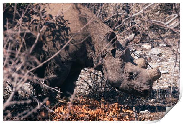 Dehorned Rhino in the Dry Bush in Etosha NP Print by Dietmar Rauscher