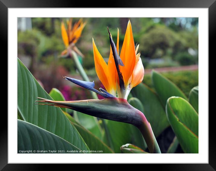 Majestic Bird of Paradise Flower Framed Mounted Print by Graham Taylor